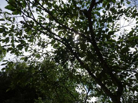 Tree Shadow 001, JPG
