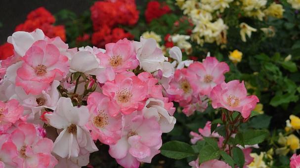 雨の薔薇園 雨の薔薇園 大阪,中之島,雨の写真素材