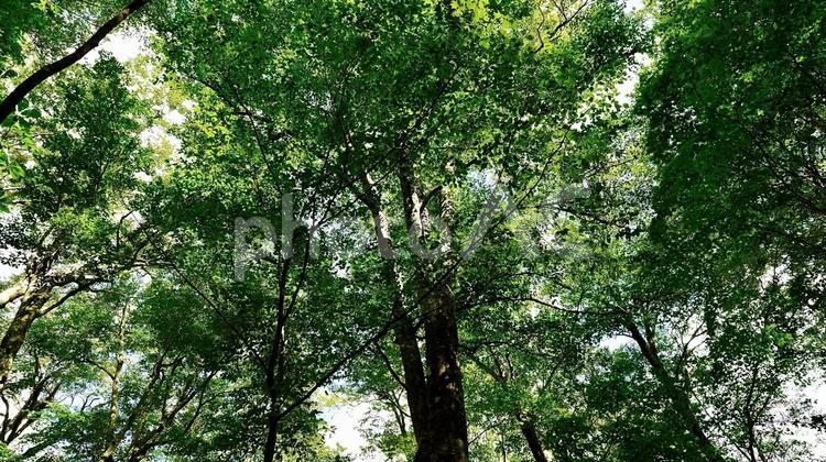 新緑の白神山地の森林の風景 白神,山地,ぶなの写真素材