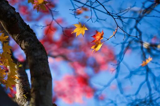 紅葉 紅葉の写真