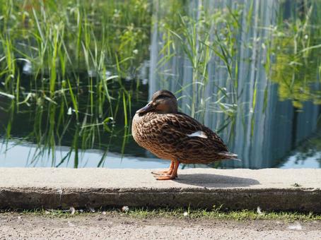 Ducks in a pond in a Montreal park, JPG