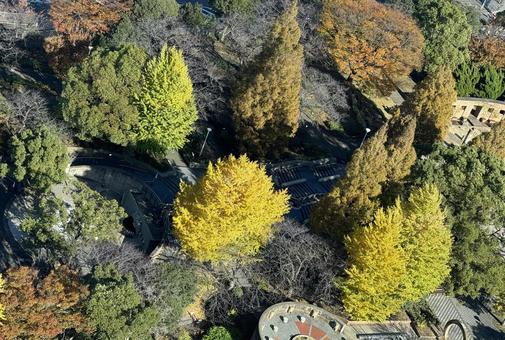 マリンタワーからの紅葉 マリンタワーからの紅葉 横浜,山下公園,秋の写真素材