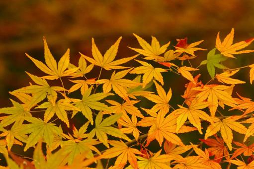 Burning autumn, JPG Burning autumn, autumn leaves, yellow leaves, red, JPG