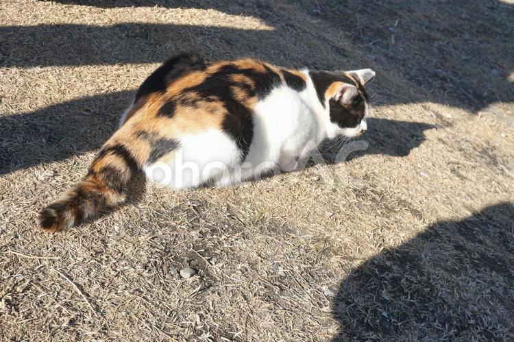 神奈川県城ヶ島の野良猫 神奈川県,城ヶ島,野良猫の写真素材