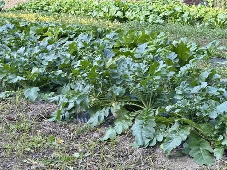 大根の畑 大根,畑,葉の写真素材