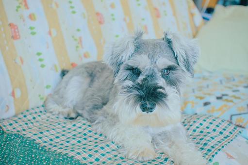 ミニチュアシュナウザー シュナウザー,ミニシュナ,犬の写真素材
