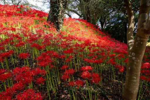 ヒガンバナ(60) 花,ヒガンバナ,マンジュシャゲの写真素材