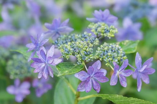 Light purple hydrangea flowers, JPG