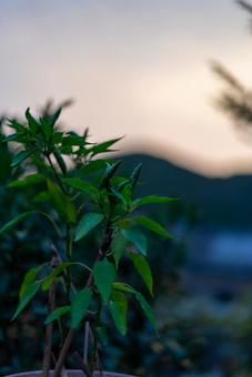 夕暮れ時の青唐辛子 植物,唐辛子,チリの写真素材