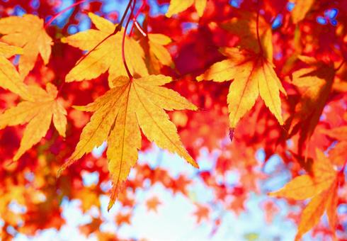 Beautiful gradation of autumn leaves Tourist attraction, JPG