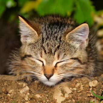 地面で眠る子猫 地面で眠る子猫の写真