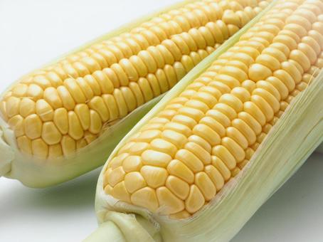 とうもろこし とうもろこし とうもろこし,白バック,夏野菜の写真素材