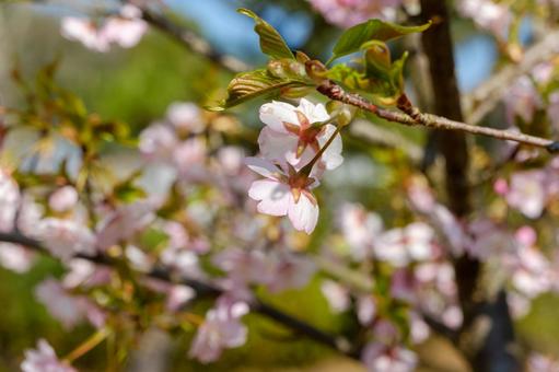 青空の下に咲く桜の花 青空の下に咲く桜の花の写真