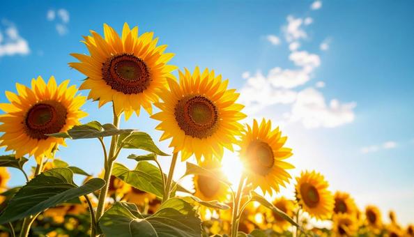 真夏の青空の下のヒマワリの写真