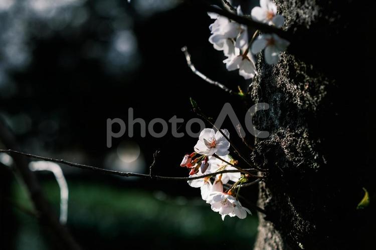 木の幹に咲く桜の花 桜,木,幹の写真素材