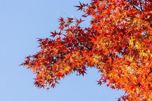紅葉と秋空 紅葉と秋空 紅葉,モミジ,青空の写真素材