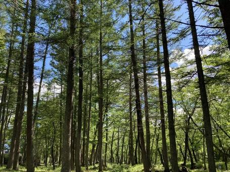 公園の木々 木,樹,針葉樹の写真素材