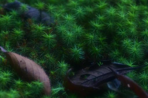 背景に合う苔と落ち葉 背景に合う苔と落ち葉 苔,落ち葉,雨上がりの写真素材