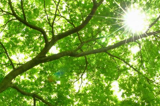 Sunbeams, JPG Sunbeams, JPG