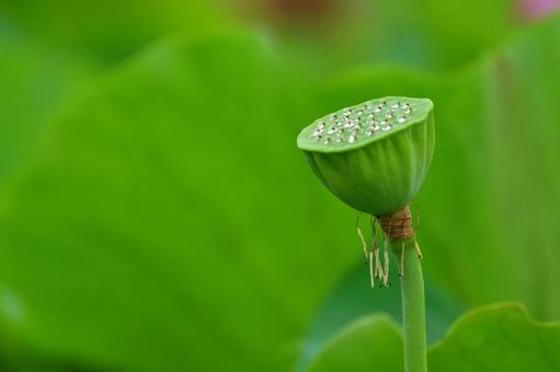 散った蓮の花托 蓮,花托,種の写真素材