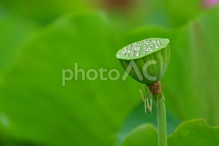 散った蓮の花托 蓮,花托,種の写真素材