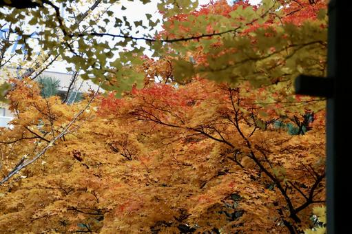 紅葉 紅葉,秋,もみじの写真素材