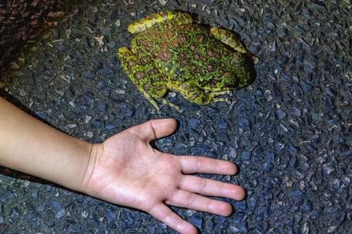 アマミイシカワガエル アマミイシカワガエルの写真