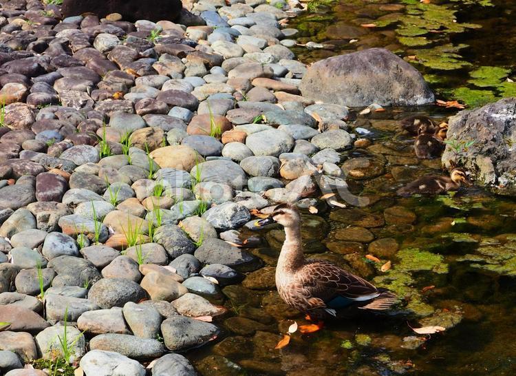 小石川後楽園　河原で遊ぶカルガモ親子 鳥,野鳥,カルガモの写真素材