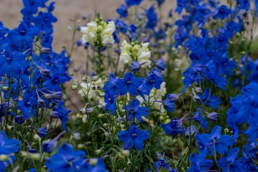 牛島のフジ2025年 藤花園,オオバナヒエンソウ,花の写真素材