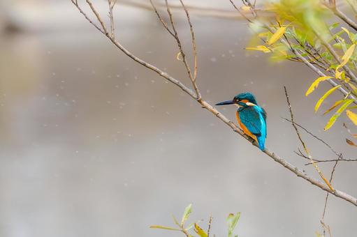 カワセミ(33) 鳥,カワセミ,オスの写真素材