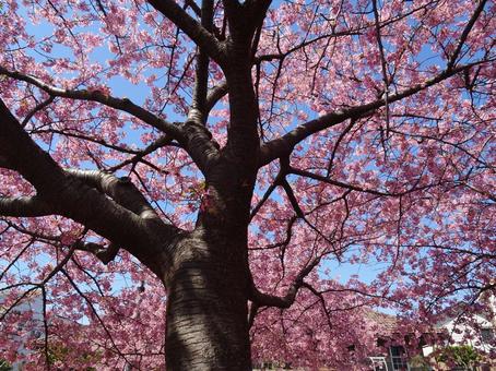 Photo, park, kawazu cherry tree, petal, 