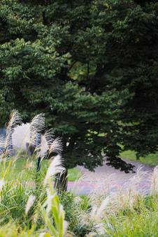 秋の訪れを感じる公園のススキ 秋の訪れを感じる公園のススキ ススキ,穂,草の写真素材