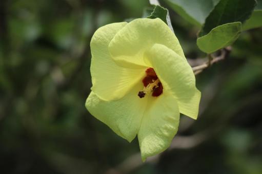 枝先のハマボウの黄色い花びらの花のアップ 枝先のハマボウの黄色い花びらの花のアップ 枝先,ハマボウ,黄色いの写真素材