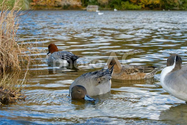 水辺で羽を休めるオナガガモとヒドリガモ オナガガモ,ヒドリガモ,カモの写真素材