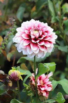 ダリヤの花 ダリヤの花の写真