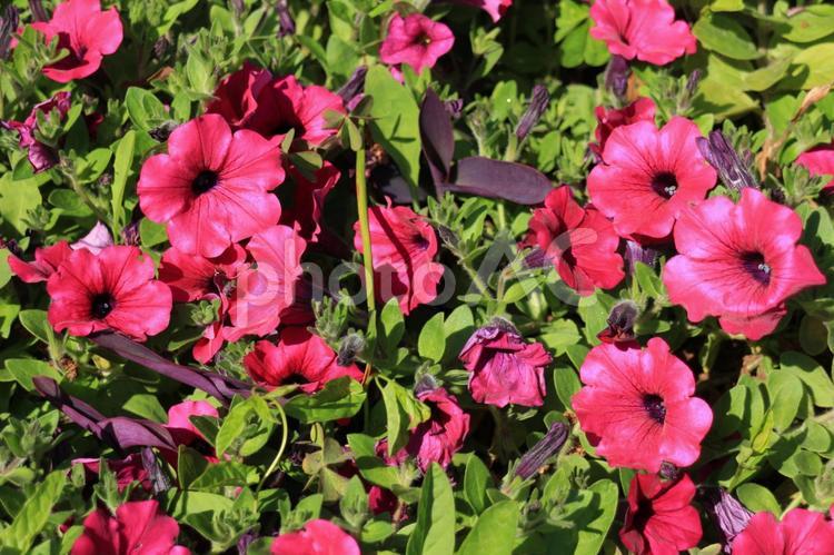 くっきりと赤い花 赤い花,花,春の花の写真素材