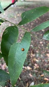 てんとう虫 てんとう虫の写真
