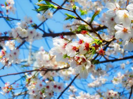桜 桜の写真