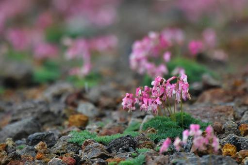 高山で咲き誇るコマクサの花 高山で咲き誇るコマクサの花の写真