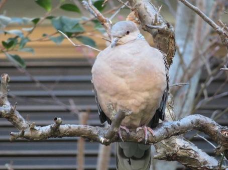 鳩 鳩,ハト,鳥の写真素材