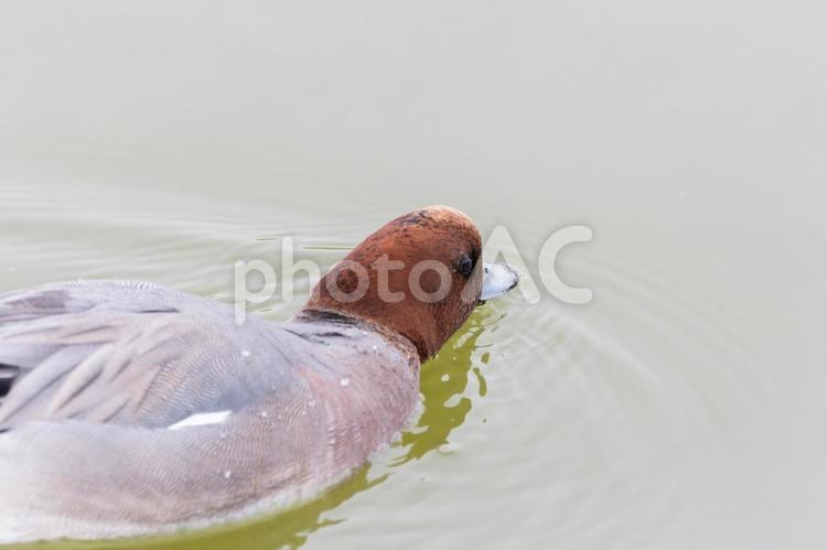 水面を泳ぐヒドリガモのオス ヒドリガモ,オス,水鳥の写真素材
