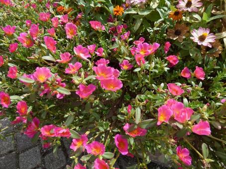 ポーチュラカの花 ポーチュラカの花の写真