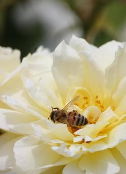 Rose Bee, JPG Rose Bee, JPG