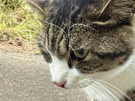 人懐っこいキジシロ猫 ネコ,保護猫,ニャンコの写真素材