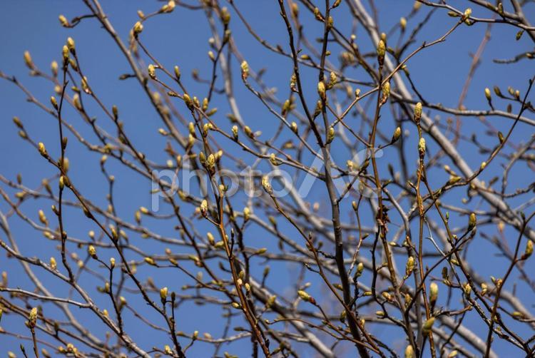 青空の下のコブシの蕾 コブシ,蕾,青空の写真素材