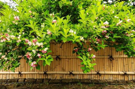 竹垣とハコネウツギ 竹垣とハコネウツギの写真
