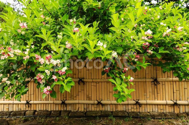 竹垣とハコネウツギ 箱根空木,ハコネウツギ,竹垣の写真素材