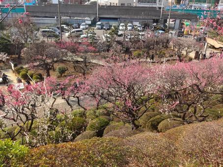 池上梅園の梅 池上梅園の梅 池上梅園,池上,梅園の写真素材