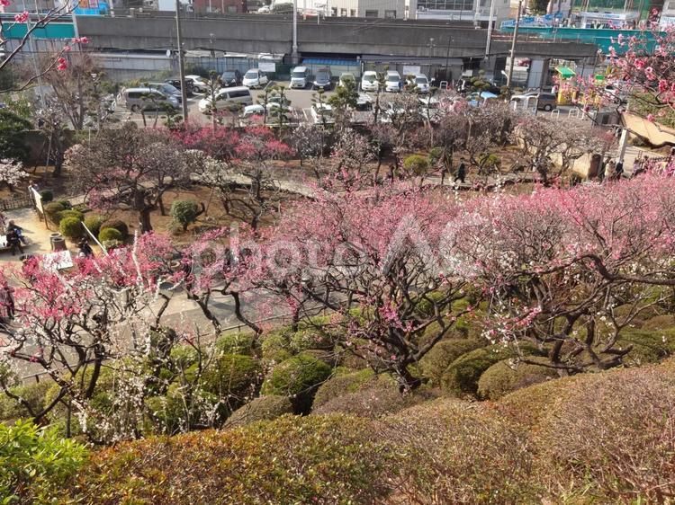 池上梅園の梅 池上梅園,池上,梅園の写真素材