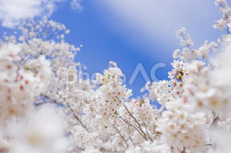 背景　桜と青空 背景,桜,花の写真素材